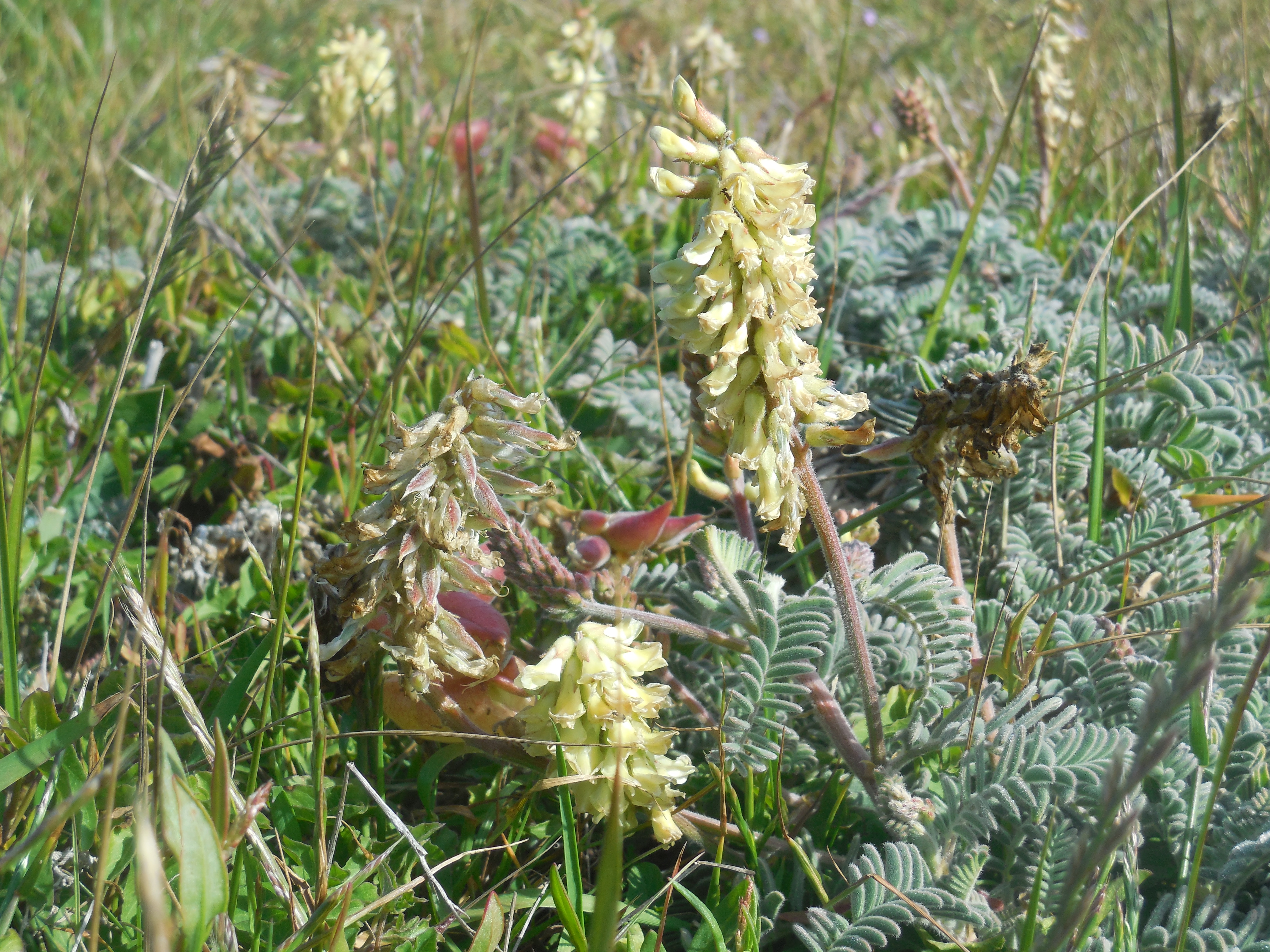 ocean bluff milk vetch (Astragalus nuttallii)